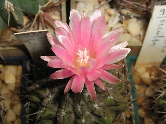 Neochilenia fusca Galin FG