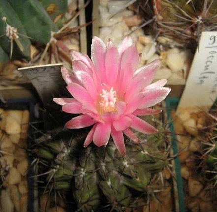 Neochilenia fusca Galin FG