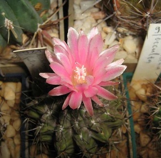 Neochilenia fusca Galin FG