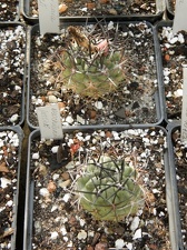 Neochilenia jussieri