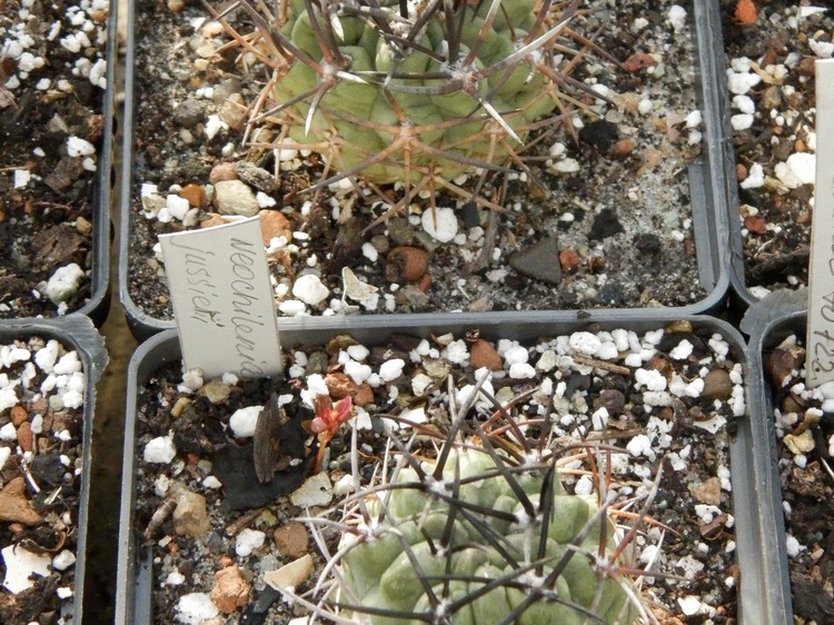 Neochilenia jussieri
