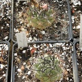 Neochilenia jussieri