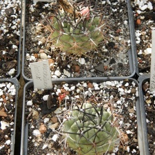 Neochilenia jussieri