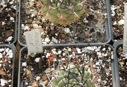 Neochilenia jussieri