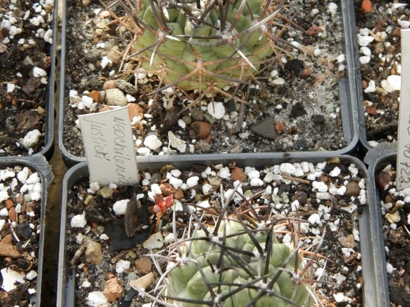 Neochilenia jussieri