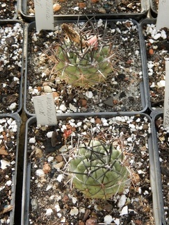 Neochilenia jussieri