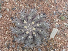 Neochilenia jussieui