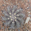 Neochilenia jussieui