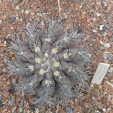 Neochilenia jussieui