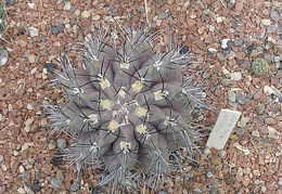 Neochilenia jussieui