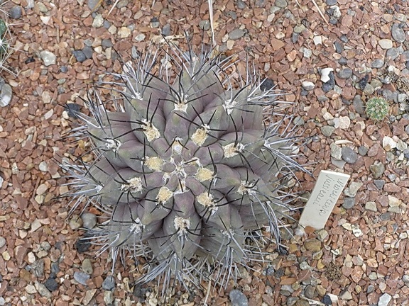 Neochilenia jussieui