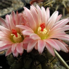 Neochilenia mitis