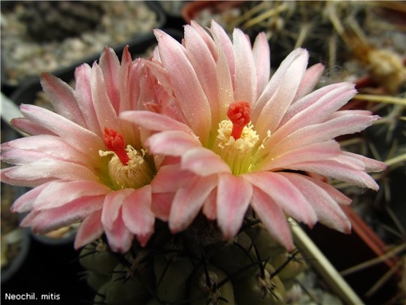 Neochilenia mitis