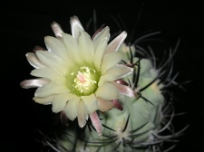 Neochilenia paucicostata KasuIN FG