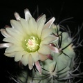 Neochilenia paucicostata KasuIN FG