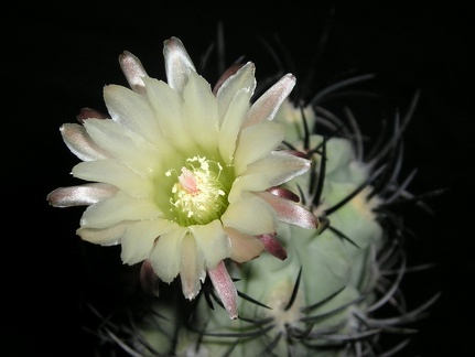 Neochilenia paucicostata KasuIN FG