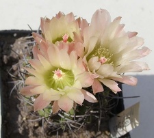 Neochilenia paucicostata NavajoFG