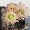 Neochilenia paucicostata NavajoFG