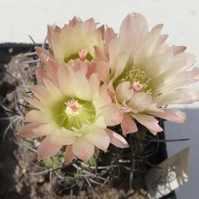 Neochilenia paucicostata NavajoFG