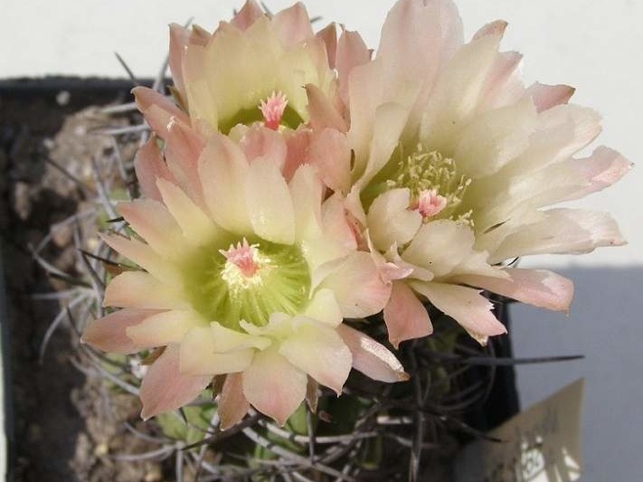 Neochilenia paucicostata NavajoFG
