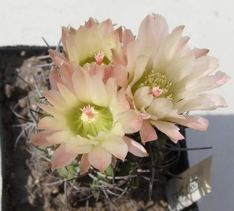 Neochilenia paucicostata NavajoFG