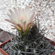 Neochilenia paucisostata Ru FG