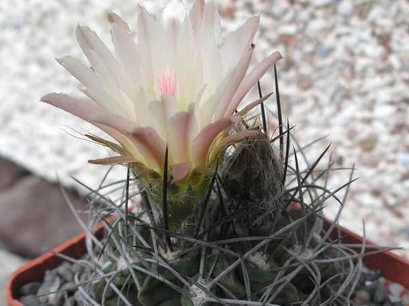 Neochilenia paucisostata Ru FG