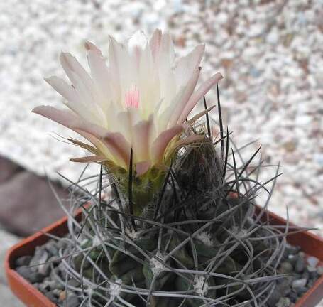 Neochilenia paucisostata Ru FG