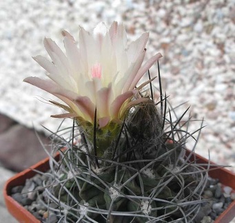 Neochilenia paucisostata Ru FG