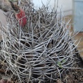 Neochilenia sp  Burzak FG