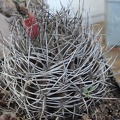 Neochilenia_sp__Burzak_FG.JPG