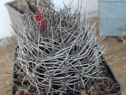 Neochilenia sp  Burzak FG