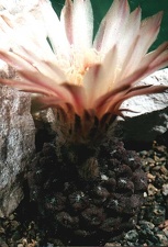 Neochilenia esmeraldana