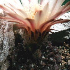 Neochilenia esmeraldana