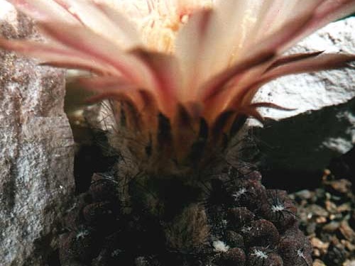 Neochilenia esmeraldana