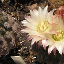 Neochilenia fusca