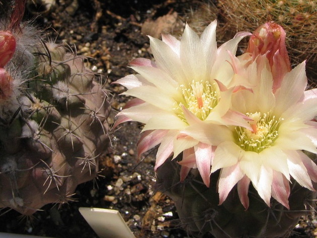 Neochilenia fusca