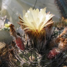 Neochilenia paucicostata