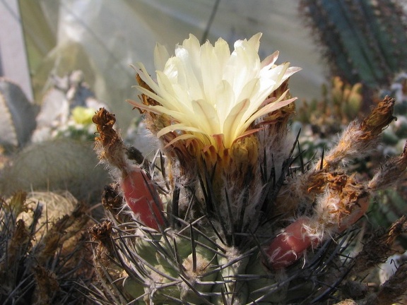 Neochilenia paucicostata