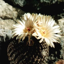 Neochilenia residua