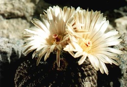 Neochilenia residua