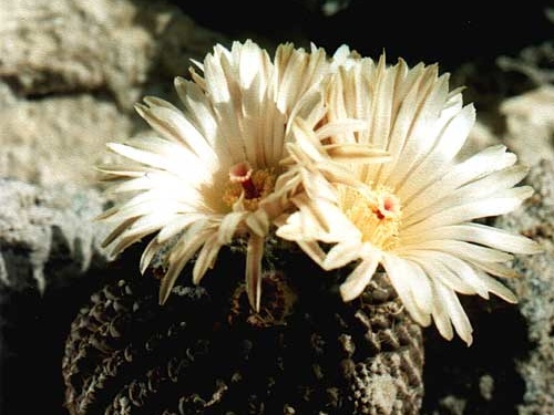 Neochilenia residua