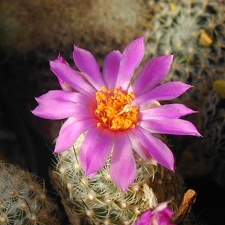 Neolloydia conoidea grandiflora