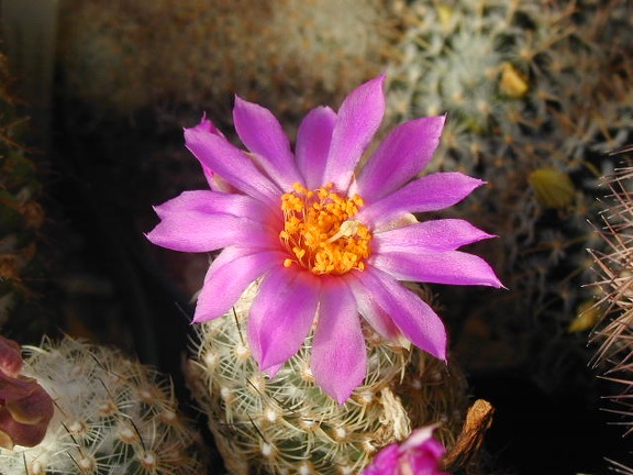 Neolloydia conoidea grandiflora