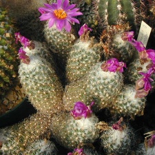 Neolloydia conoidea grandiflora plant