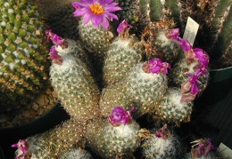 Neolloydia conoidea grandiflora plant