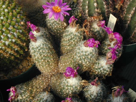 Neolloydia conoidea grandiflora plant