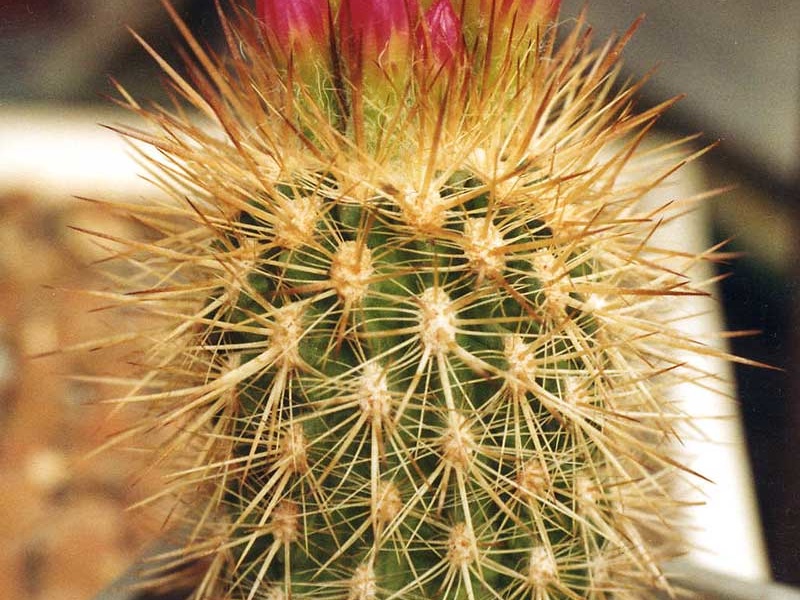 Neoporteria intertexta