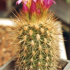 Neoporteria intertexta