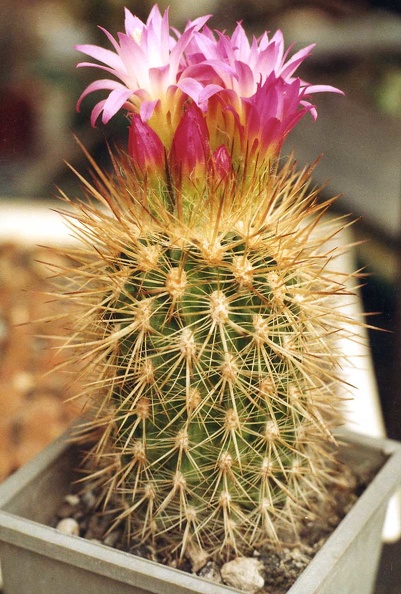Neoporteria-intertexta.jpg